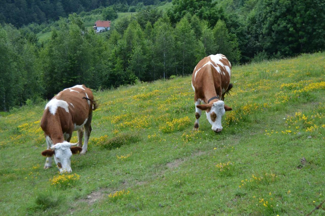 Turizam Koturovic Bed & Breakfast Ivanjica Exterior foto